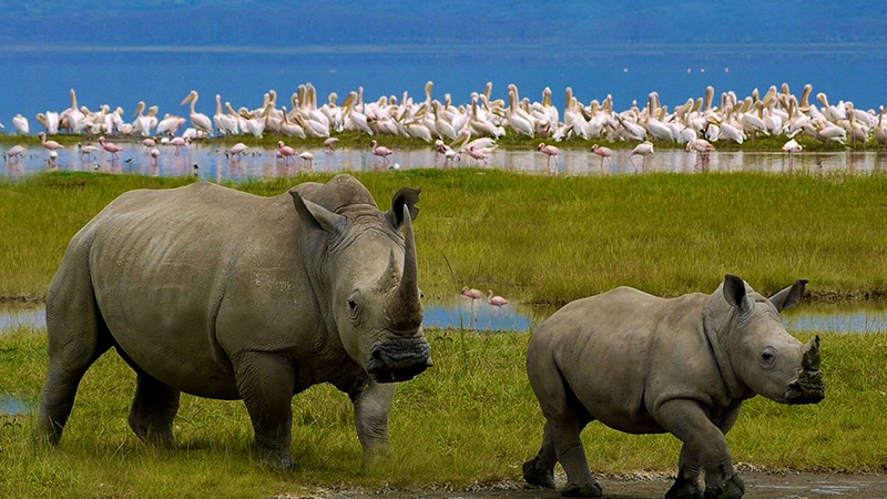 Lake Nakuru Day Trip