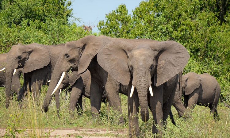 12 Days Elephants Safari