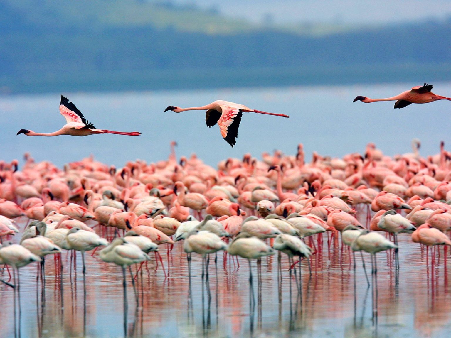 Lake Nakuru National Park Day Trip